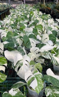 Image 1 of 6 Inch Monstera Albo Half Moon – Rare Variegated Monstera Albo Variegata Plant