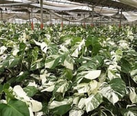 Image 2 of 6 Inch Monstera Albo Half Moon – Rare Variegated Monstera Albo Variegata Plant