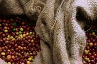 Image 5 of Shilicho - Ethiopie | ESPRESSO