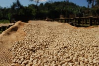 Image 3 of Shilicho - Ethiopie | ESPRESSO