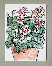 'Red and White Geraniums'