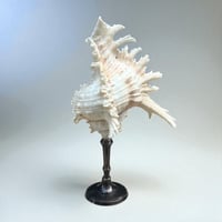 Image 4 of Coquillage Murex sur socle en laiton patiné -  style cabinet de curiosités fin XIXe