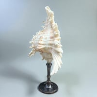 Image 6 of Coquillage Murex sur socle en laiton patiné -  style cabinet de curiosités fin XIXe