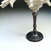 Image 8 of Coquillage Murex sur socle en laiton patiné -  style cabinet de curiosités fin XIXe