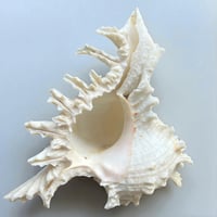 Image 7 of Coquillage Murex sur socle en laiton patiné -  style cabinet de curiosités fin XIXe