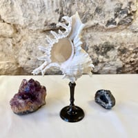Image 2 of Coquillage Murex sur socle en laiton patiné -  style cabinet de curiosités fin XIXe