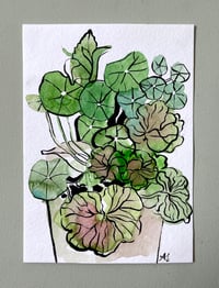 'Nasturtium and Geranium Leaves'