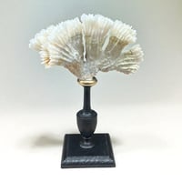 Image 1 of Ancien corail blanc naturel sur socle en bois tourné style fin XIXe - Cabinet de curiosités