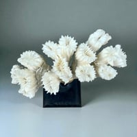 Image 6 of Ancien corail blanc naturel sur socle en bois tourné style fin XIXe - Cabinet de curiosités