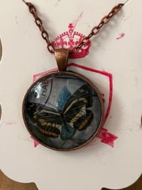 Image 3 of Butterflies & Moth (various)