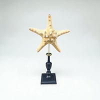 Image 1 of Étoile de mer sur socle en bois tourné fin XIXe - Protoreaster nodosus - cabinet de curiosités