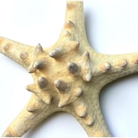 Image 9 of Étoile de mer sur socle en bois tourné fin XIXe - Protoreaster nodosus - cabinet de curiosités