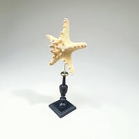 Image 3 of Étoile de mer sur socle en bois tourné fin XIXe - Protoreaster nodosus - cabinet de curiosités
