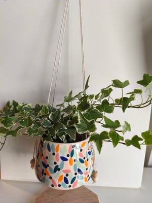 Image of  Pot suspendu feuillage multicolore 