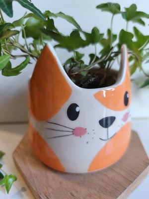 Image of  Pot chat orange 