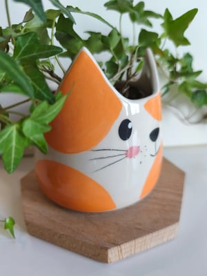 Image of  Pot chat orange 