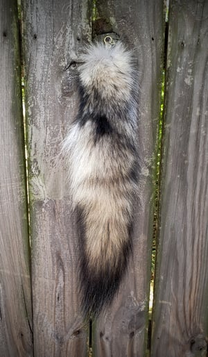 Image of Real Wolf Tail