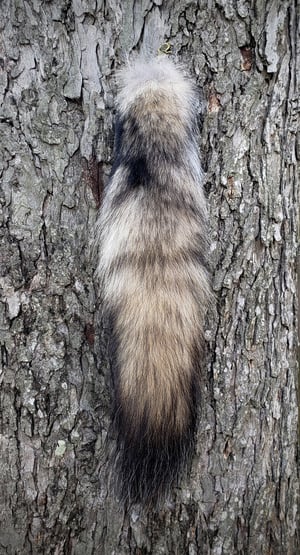 Image of Real Wolf Tail
