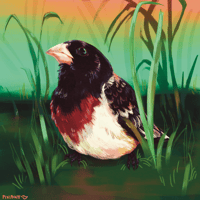 Image 2 of Rose-Breasted Grosbeak 6x6 Print