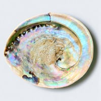 Image 2 of Grand Vide-poche coquillage vintage 1970 en coquille d’ormeau - Abalone Paua du Pacifique