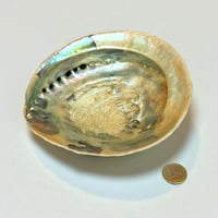 Image 3 of Grand Vide-poche coquillage vintage 1970 en coquille d’ormeau - Abalone Paua du Pacifique