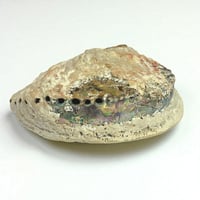 Image 8 of Grand Vide-poche coquillage vintage 1970 en coquille d’ormeau - Abalone Paua du Pacifique