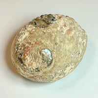 Image 9 of Grand Vide-poche coquillage vintage 1970 en coquille d’ormeau - Abalone Paua du Pacifique