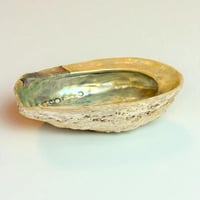 Image 6 of Grand Vide-poche coquillage vintage 1970 en coquille d’ormeau - Abalone Paua du Pacifique