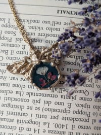 Image 1 of Nebbiolina ed Erica🦋