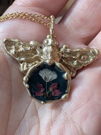 Image 2 of Nebbiolina ed Erica🦋