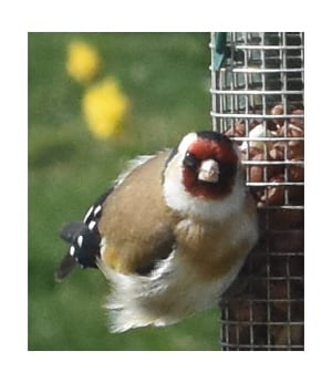 Image of Goldfinch feather, velvet kisslock coin purse
