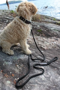 Image 3 of the wallace & grommet dog collar