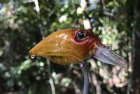 Image 11 of  Custom Airbrushed Crankbait 198