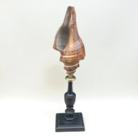 Image 1 of Coquillage escargot Pugilina sur socle en bois tourné fin XIXe -  Cabinet de curiosités