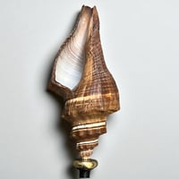 Image 7 of Coquillage escargot Pugilina sur socle en bois tourné fin XIXe -  Cabinet de curiosités
