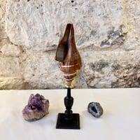 Image 2 of Coquillage escargot Pugilina sur socle en bois tourné fin XIXe -  Cabinet de curiosités
