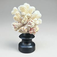 Image 2 of Ancien corail blanc naturel sur socle en bois tourné fin XIXe - Cabinet de curiosités
