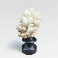 Image 4 of Ancien corail blanc naturel sur socle en bois tourné fin XIXe - Cabinet de curiosités