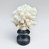 Image 1 of Ancien corail blanc naturel sur socle en bois tourné fin XIXe - Cabinet de curiosités