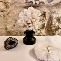 Image 7 of Ancien corail blanc naturel sur socle en bois tourné fin XIXe - Cabinet de curiosités