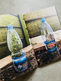 Image 3 of SOLOMIYA no. 4 The Environmental Issue