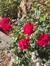 Image 9 of Rose Petal Rectangle Bottle (Item #202510RPRB)