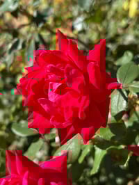 Image 7 of Rose Petal Small Rectangle Bottle (Item #202510RPSRB)