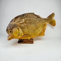 Image 1 of Grand poisson piranha naturalisé sur socle en bois – Cabinet de curiosités - Taxidermie vintage