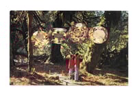 Washington Rainforest Collaged Vintage Postcard