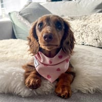 Image 2 of Dog Bandana - Heart 2 Heart