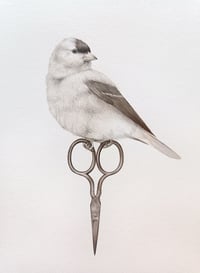 Image 2 of Original American Goldfinch
