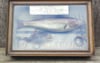 TAXIDERMY WHITING 6LBS CAUGHT BY BRO. CE LAYNE WOOLER C1925
