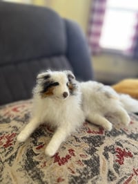 Image 3 of Any breed 6" or 9" custom dog 