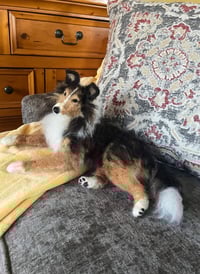 Image 7 of Any breed 6" or 9" custom dog 